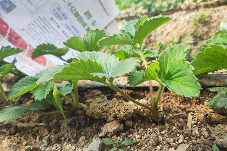 草莓开花结果期施什么肥