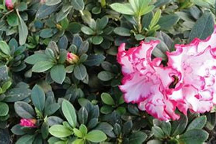 紫玉兰如何施肥