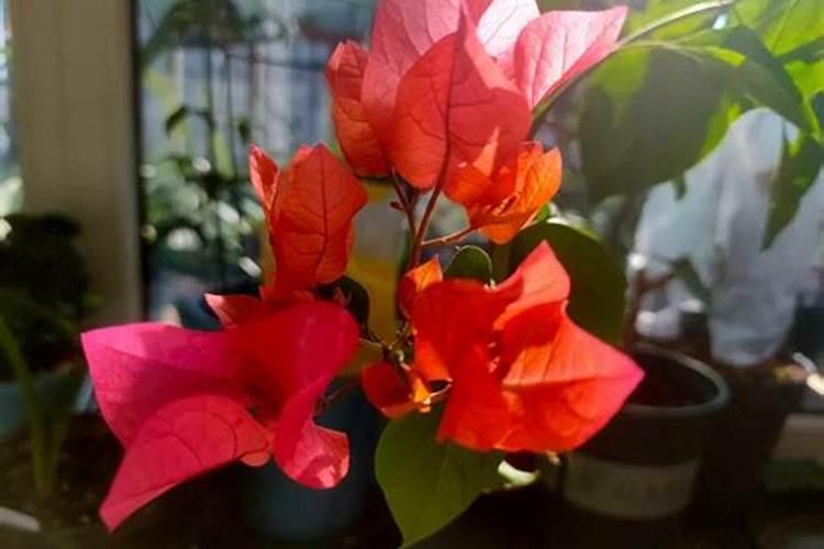 三角梅用什么肥料催花