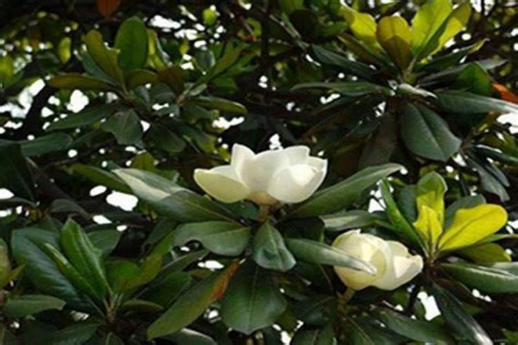 如何给广玉兰施肥