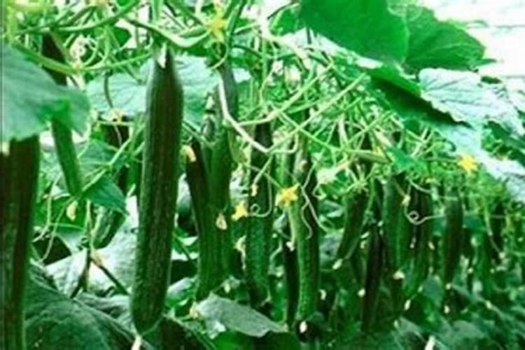 黄瓜挂果后施什么肥