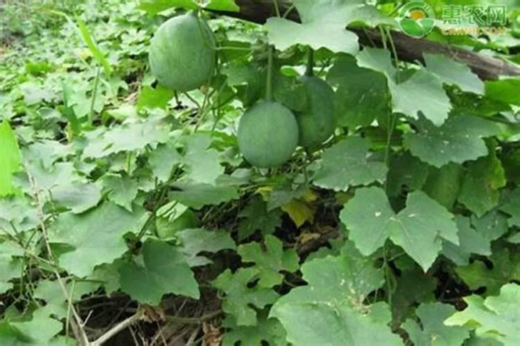 瓜蒌籽种植 瓜蒌籽种植方法