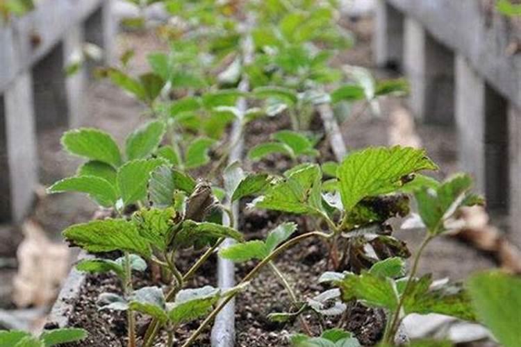草莓苗什么时候施肥 草莓苗种植多久能施肥
