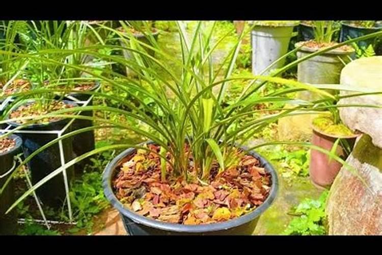 兰花营养土可以种茉莉花吗