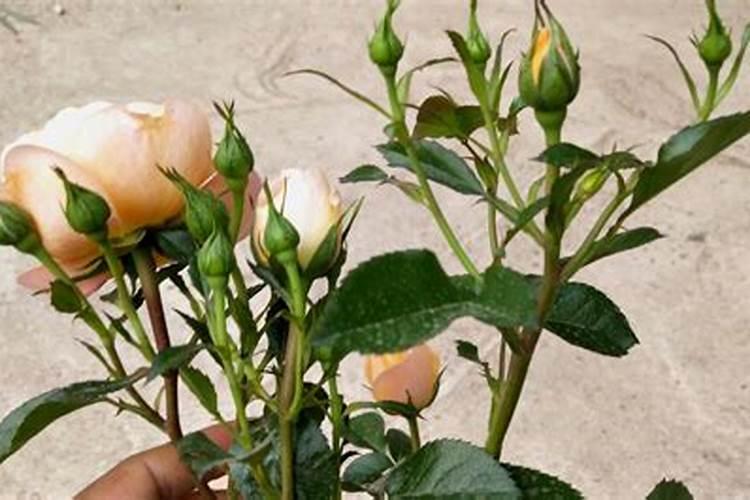 月季花施什么肥料好