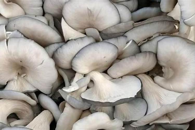 为什么平菇要进行层播接种？