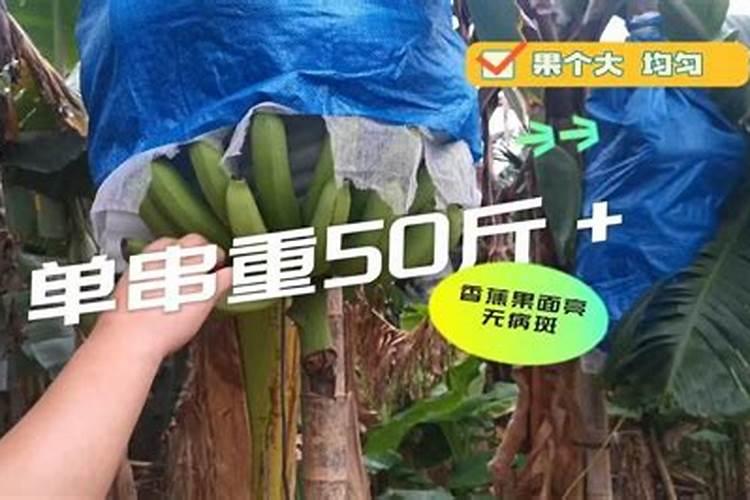 香蕉挂果的时候用什么肥料最好？