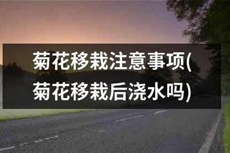 移栽菊花如何养护