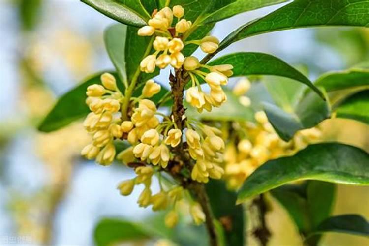 刚换盆金桂不开花怎么办