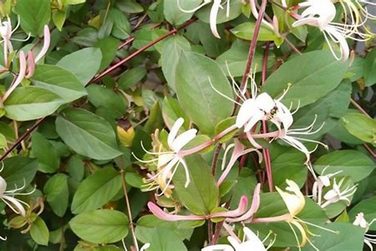 金银花追肥用什么肥料好,金银花施什么肥