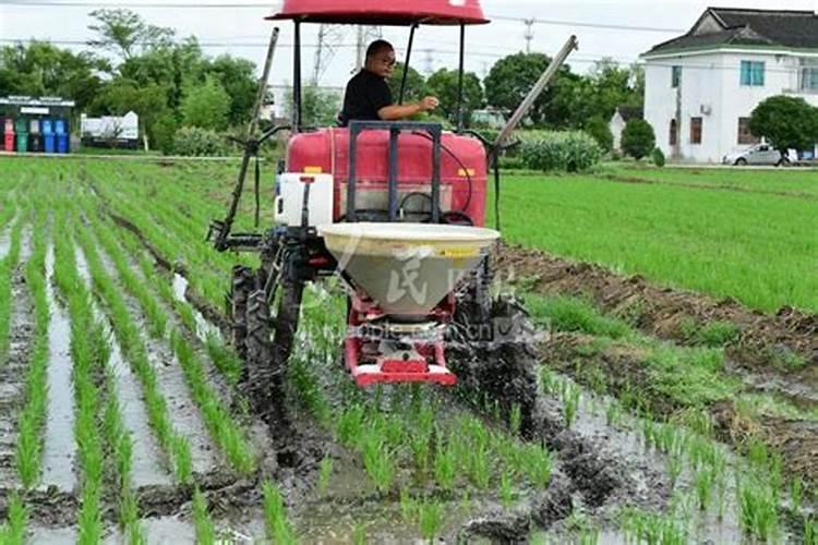 当出现氮肥适用过多该怎么办呢？如何解决水稻氮肥施用过多呢？