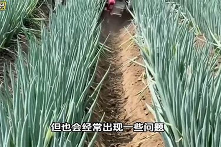 种大葱用什么肥最好(栽种大葱施肥用什么肥料好)