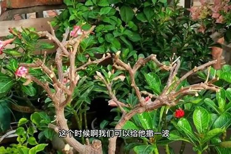 三角梅刚发芽注意什么