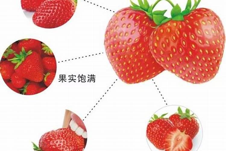 种草莓施什么肥才甜