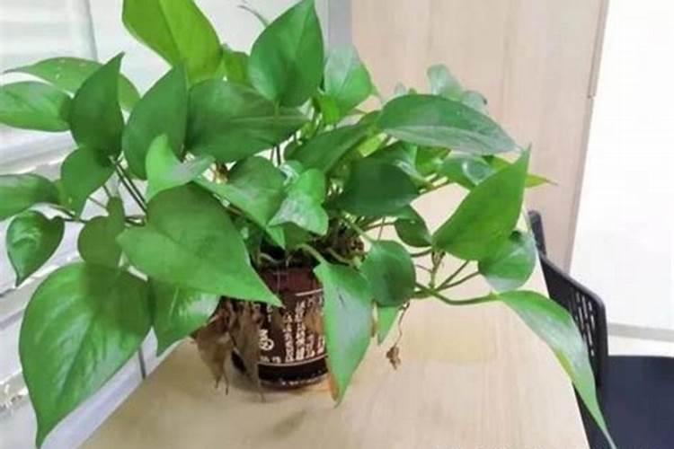 提高温室樱桃坐果率的技术措施有哪些