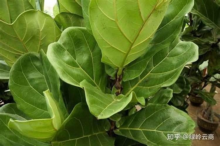 速效氮肥和尿素的区别