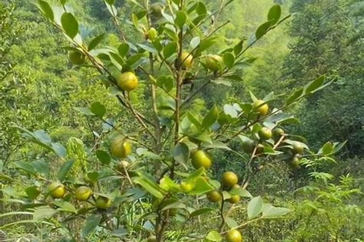 海南香蕉种植区使用罗布泊钾肥后,产量和品质有哪些具体提升？