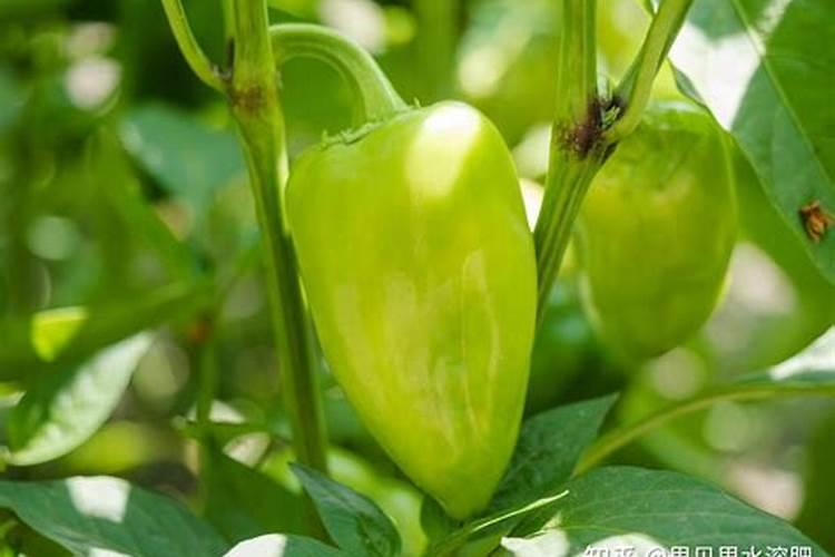 辣椒用什么水溶肥最好？