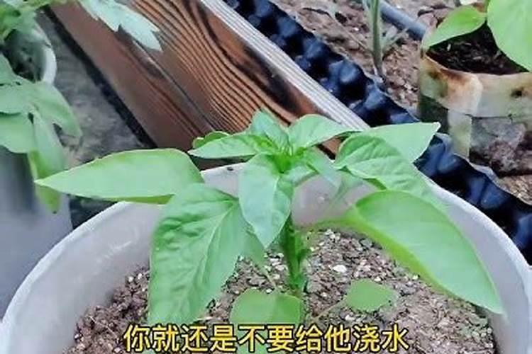 辣椒幼苗什么时候施肥