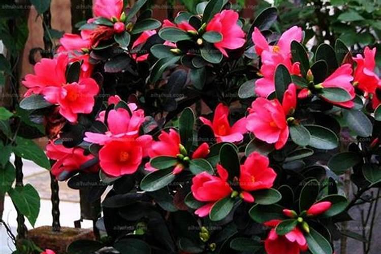 杜鹃红山茶花是杜鹃花吗