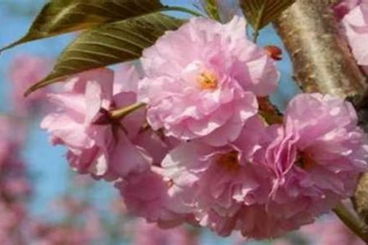 樱花树在冬季落叶后是否可以施肥