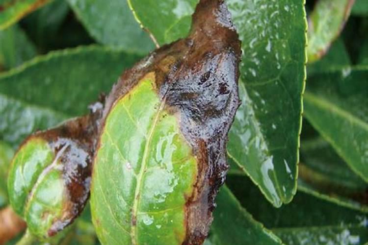 怎么种茶树 茶叶种植的注意事项有哪些