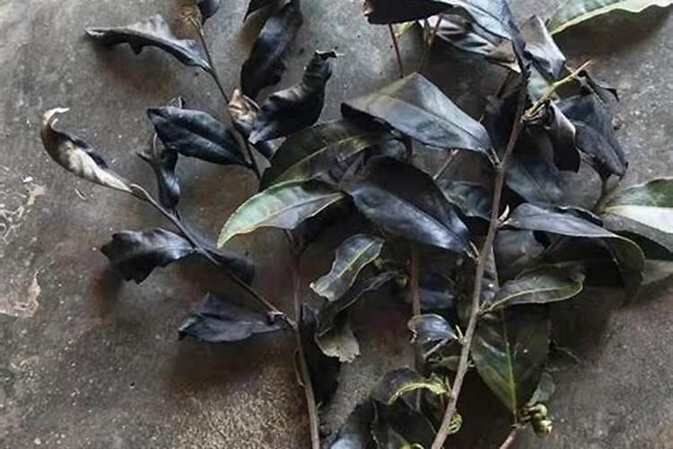 茶叶树撒肥后叶子变黄枯死怎么办？