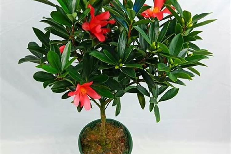 夏季给樱桃树打药可以加尿素吗？