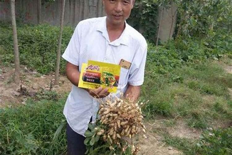 花生专用肥第一名