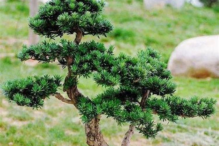 花生三遍套餐什么时候打才好