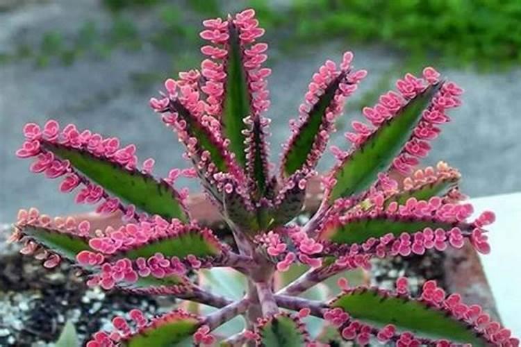 落地生根植物可以在室内种吗