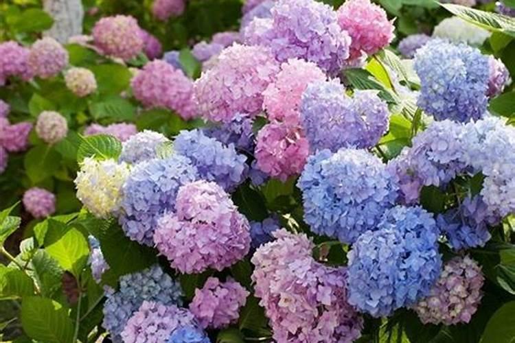 绣球花用什么肥料