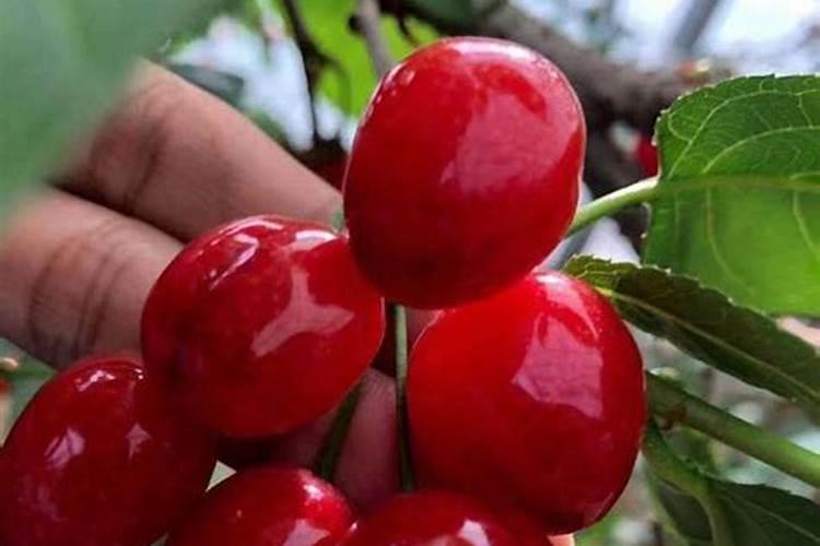 刚刚移栽的樱桃树可以使用叶面肥吗？怎样使用？