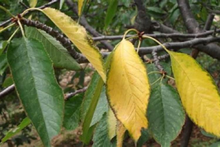 刚刚移栽的樱桃树可以使用叶面肥吗？怎样使用？