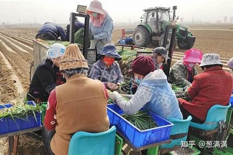 蔬菜怎样施用锌肥？