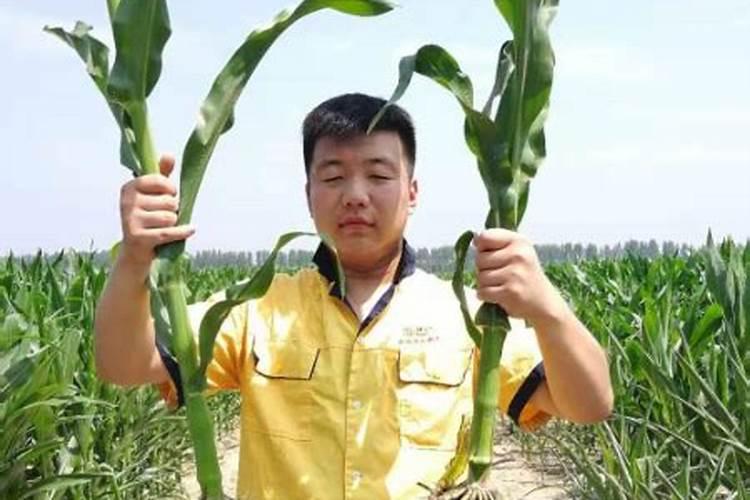土壤肥料学中玉米对微量元素什么有良好反应,施用效果好