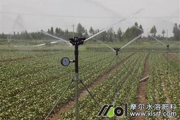 有谁知道现在小麦多少钱一斤