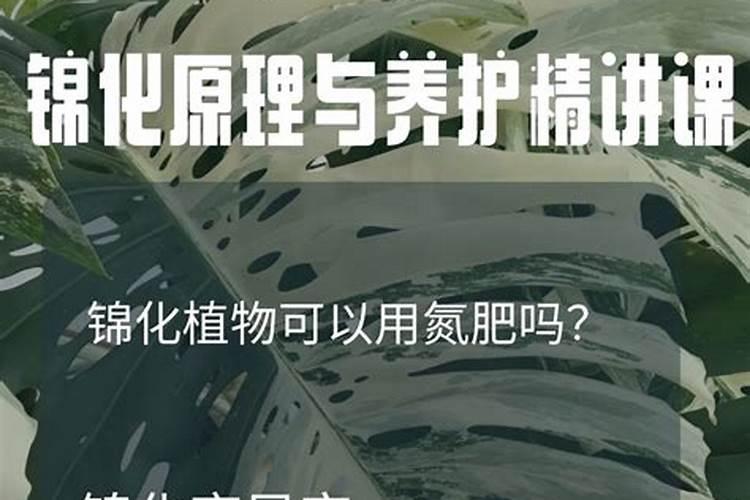 家里的花长出这种叶,千万保护好,特别值钱!