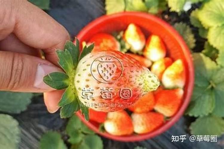 草莓肥害补救措施,草莓肥害的典型症状