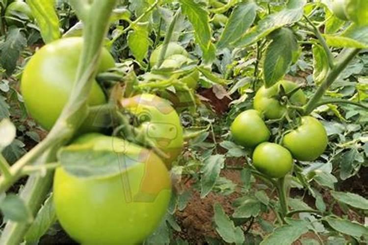 番茄用什么肥料好