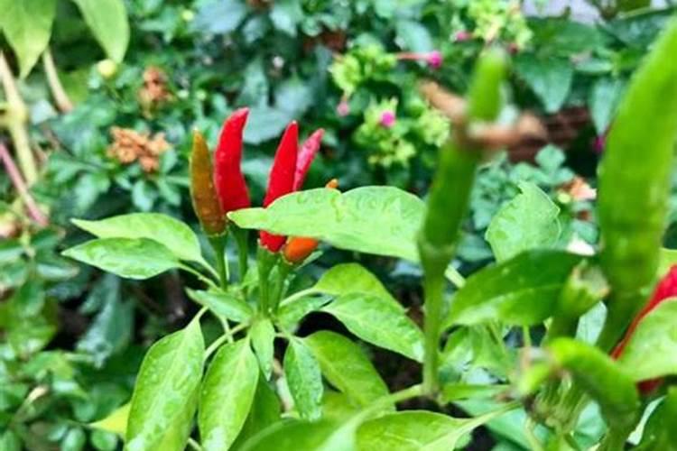 大棚种植辣椒,如何施肥,才能提高产量和质量？