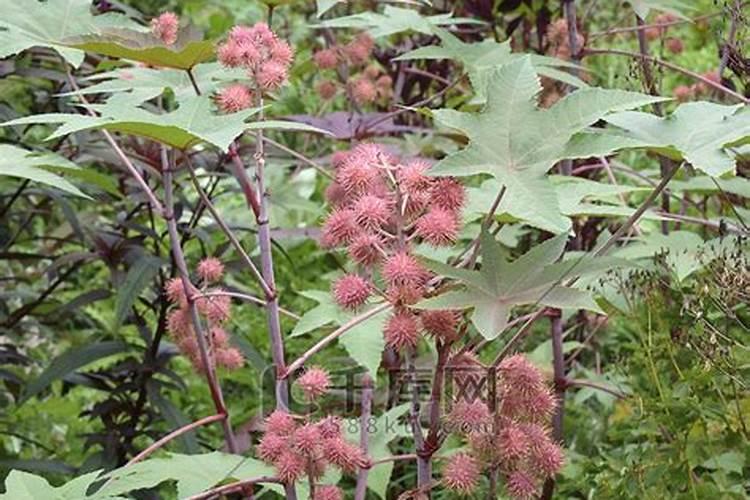 蓖麻子的功效与作用