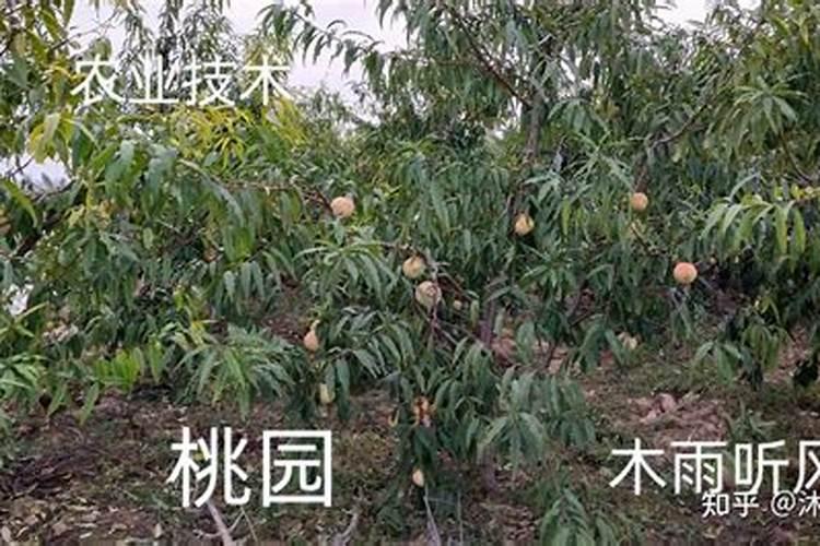 桃树用什么肥料好