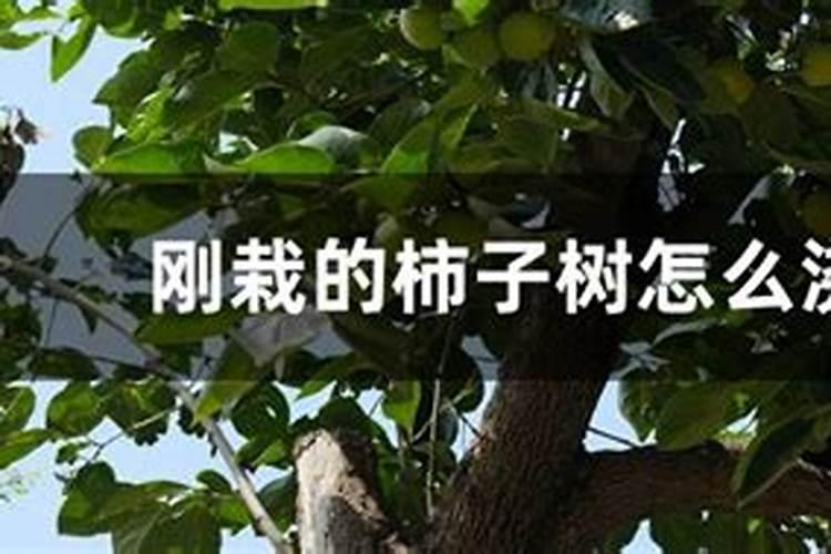 新栽苹果树如何施肥