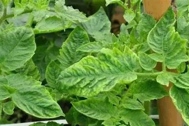 请问番茄褪绿病毒用什么药效果好