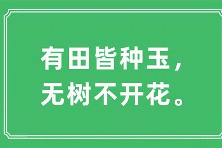 君子兰为什么不开花怎么办
