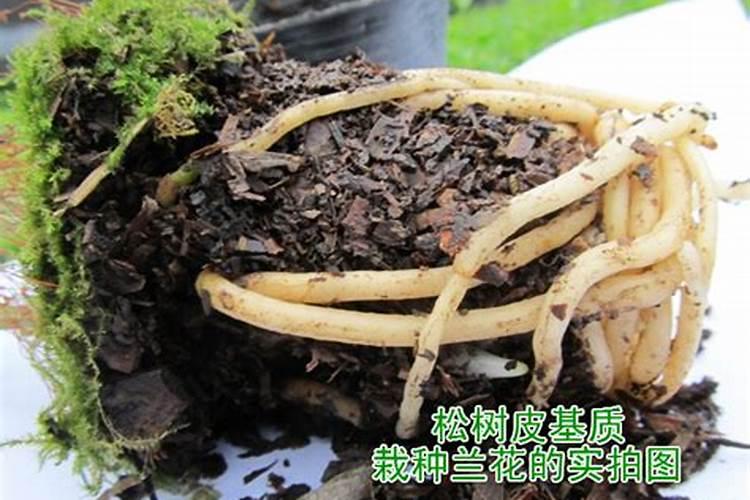 用水溶肥腐熟松树皮好吗