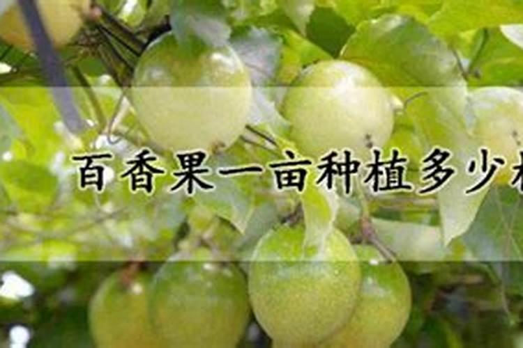 百香果施什么肥料最好