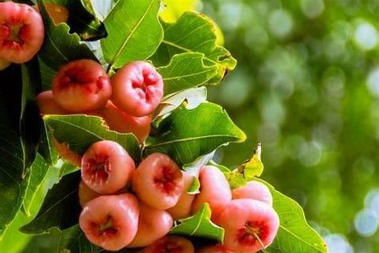 果树开花时需要施什么肥料？