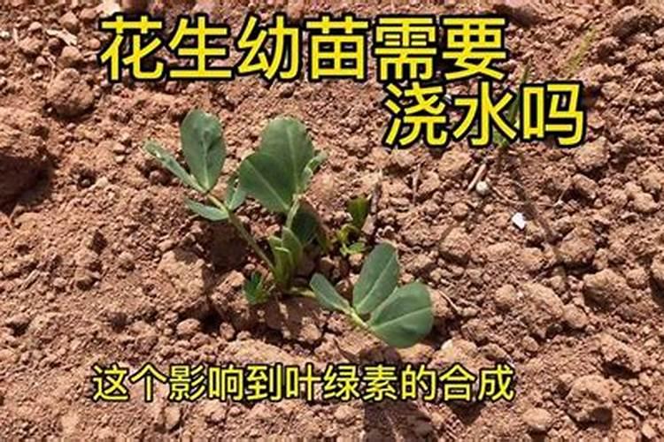 施肥与浇水先后顺序